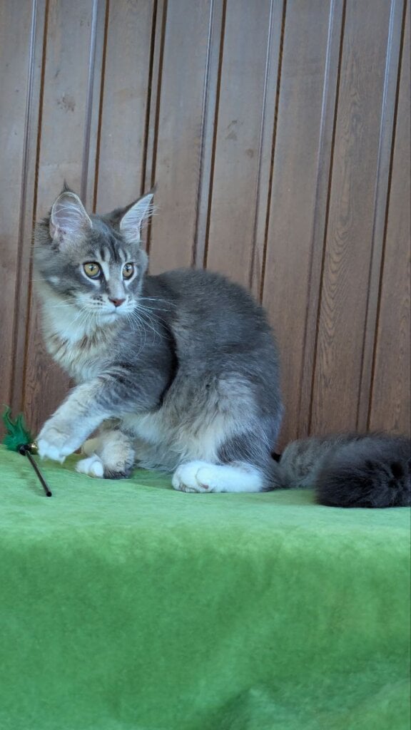 Vivien Maine Coon Female (Available) $2850