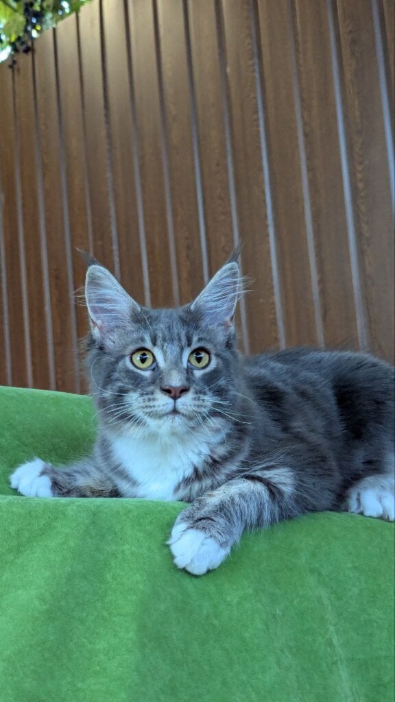 Vanessa Maine Coon  Female (Available) $2800