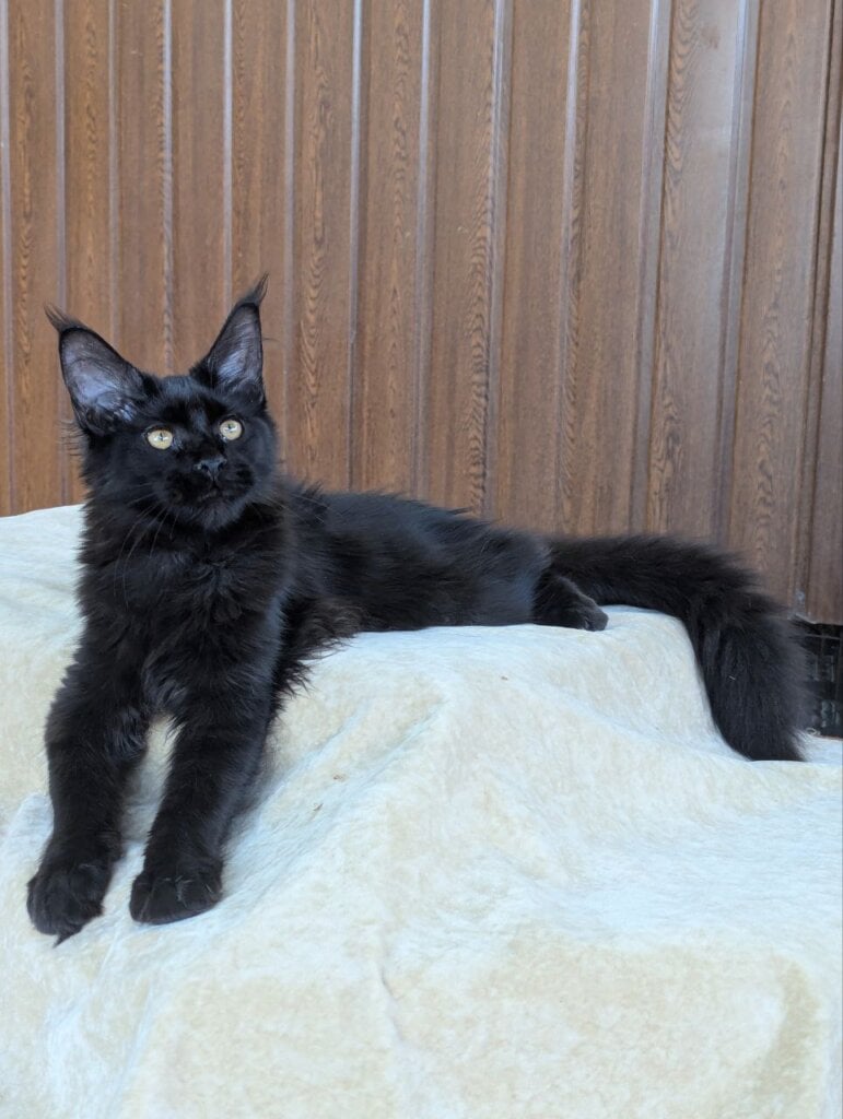 Una Maine Coon Female (Available) $2800