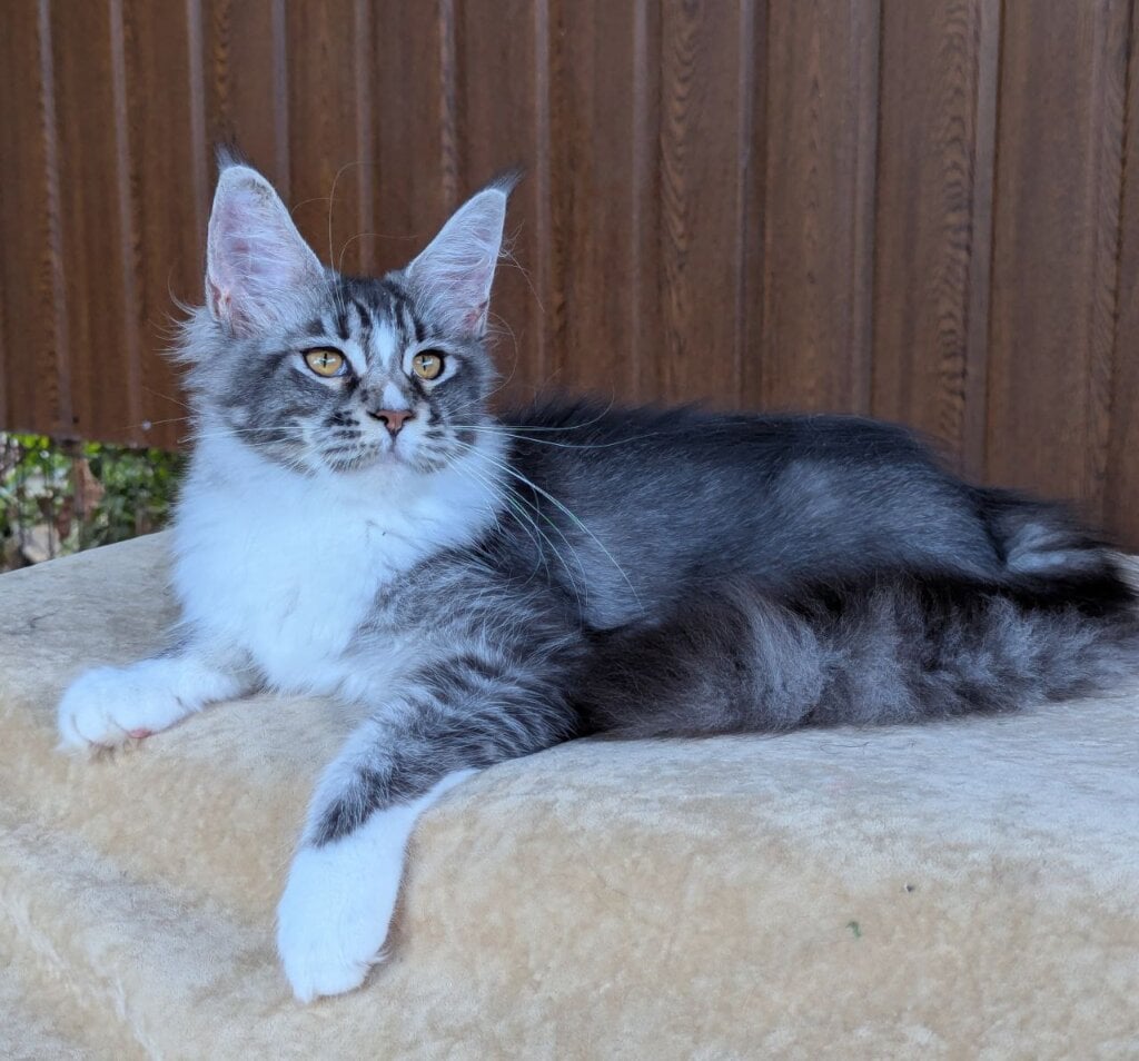 Uslada Maine Coon Female (Available) $2800