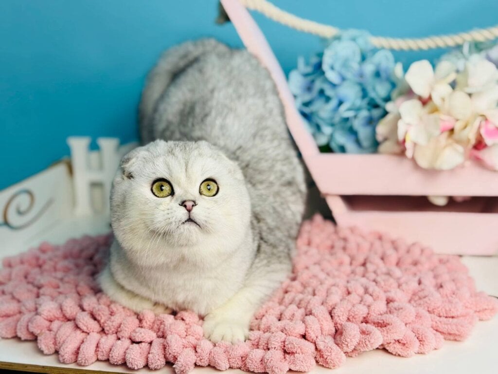 Michael Scottish Fold  Male (Available) $2950