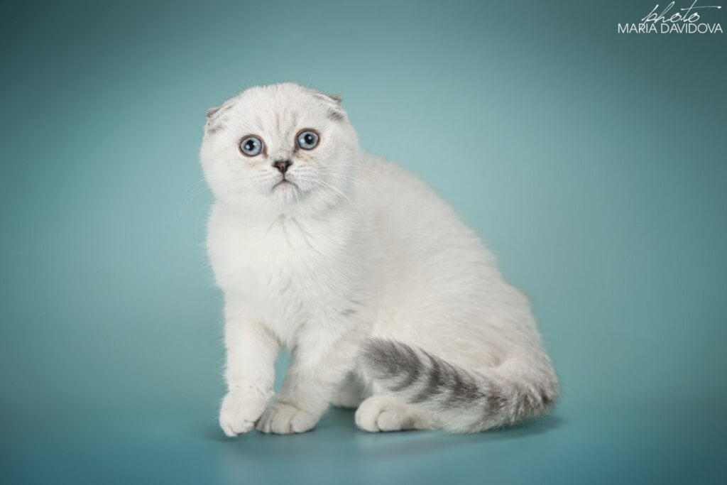 Aleks Scottish Fold Male (Available) $2700
