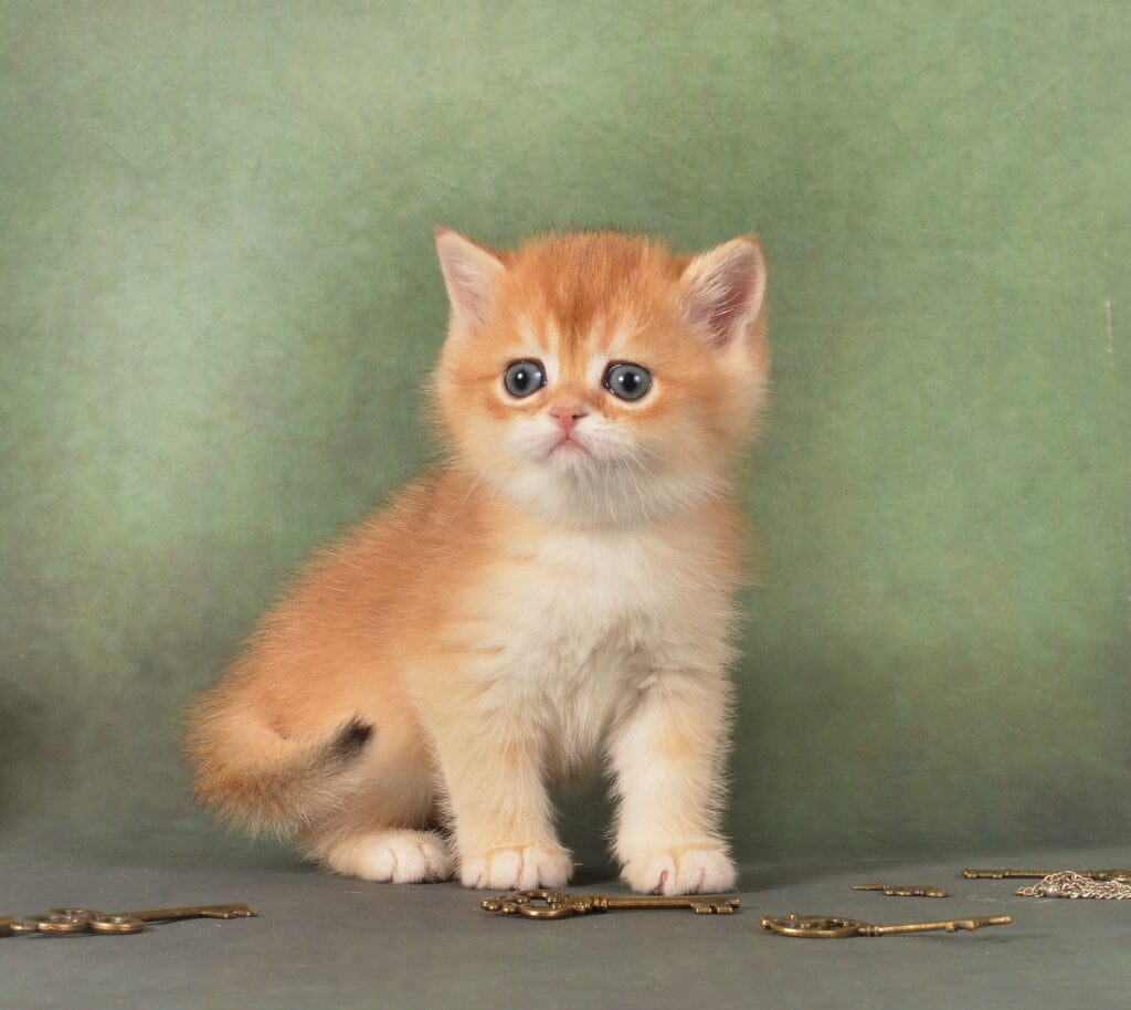 Garfild  British Shorthair Male (Available) $2700