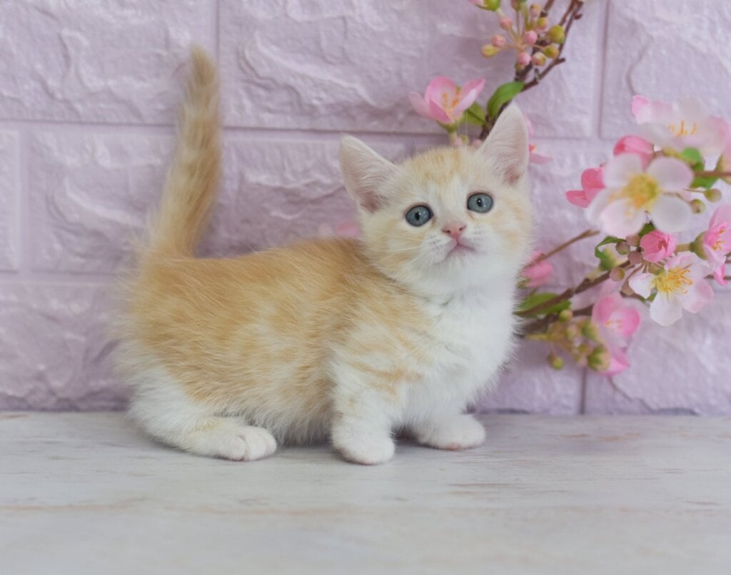 Lаri  Munchkin Male (Available) $3300