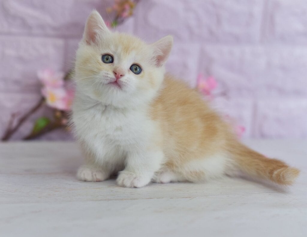 Leon Munchkin  Male (Available) $3400