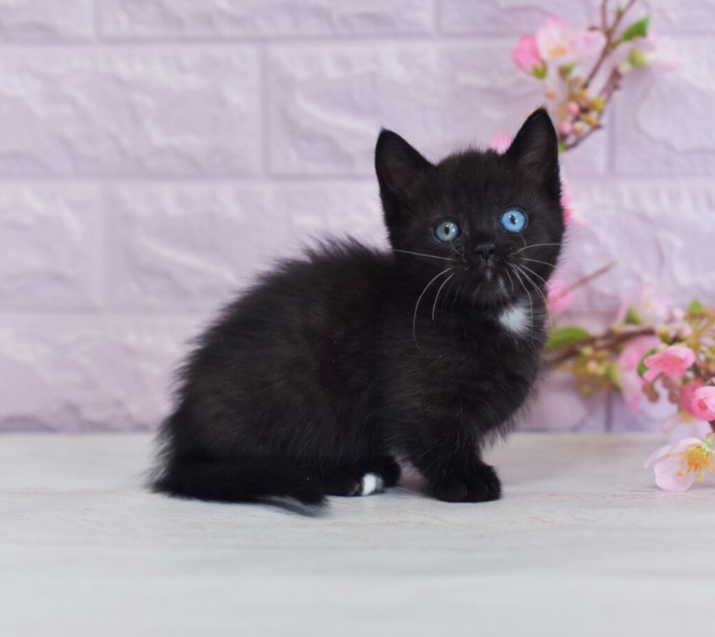 Luna Munchkin Female (Available) $4500