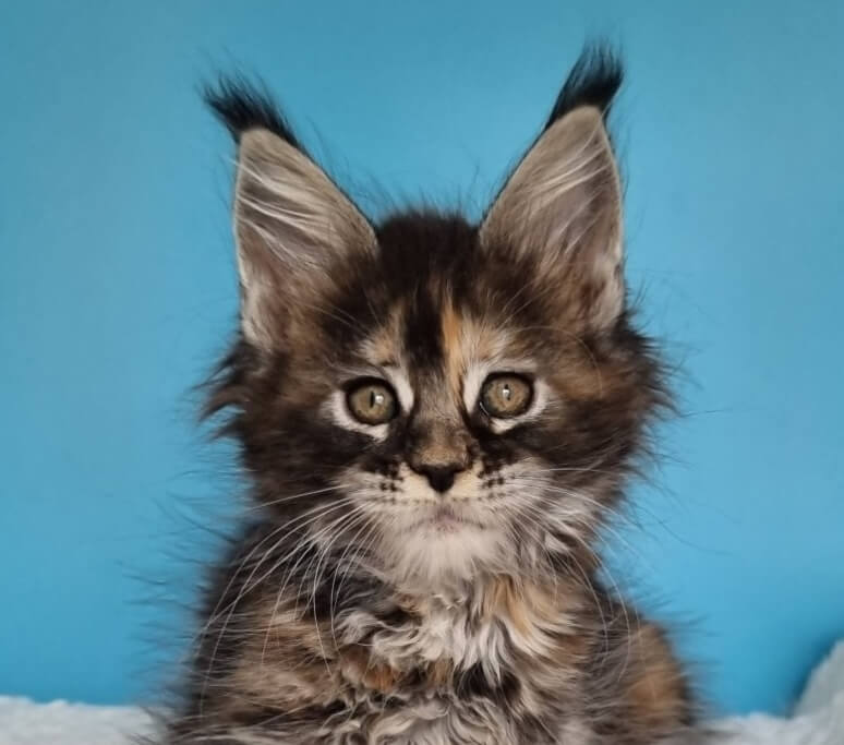 Gloria Maine Coon Female (Available) $2900