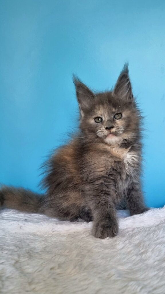 Greta Maine Coon Female (Available) $2900