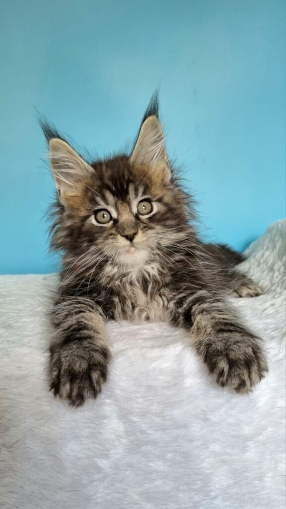 Grom Maine Coon Male (Available) $3000
