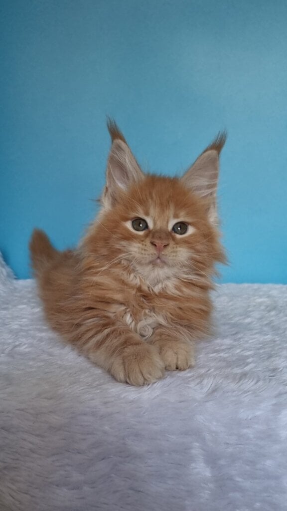 Genri Maine Coon Male (Available) $3150