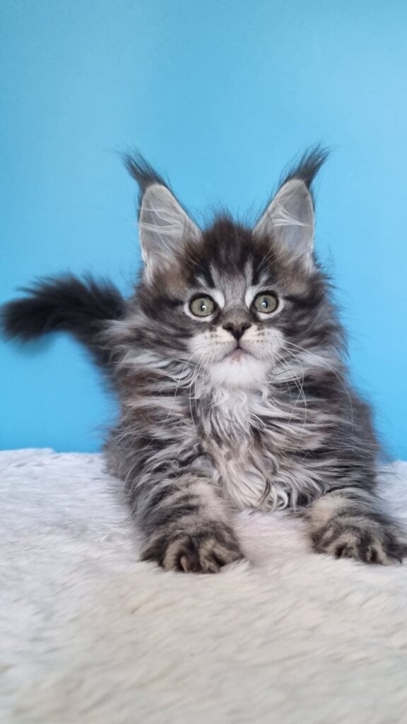 Faina Maine Coon Female (Available) $3100
