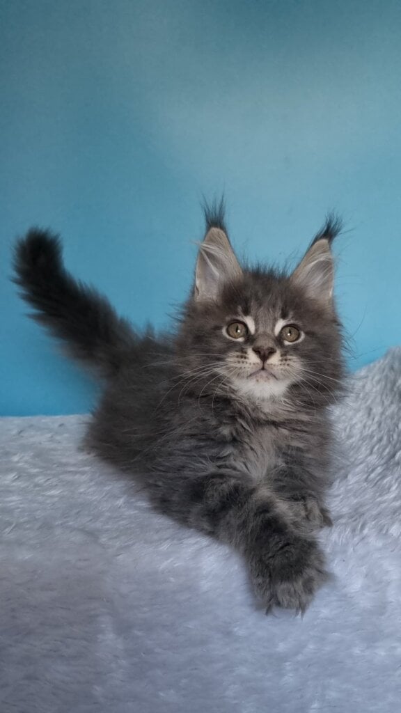 Favorit Maine Coon Male (Available) $3100
