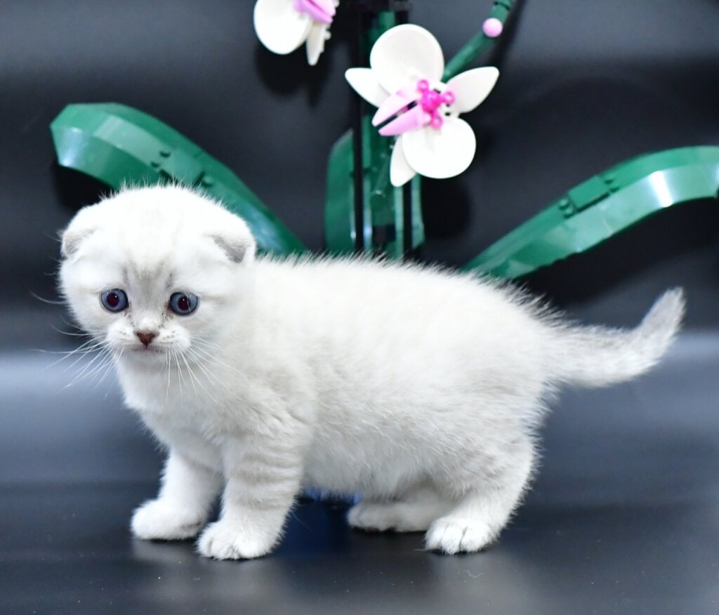 Daniel Scottish Fold Male (Available) $2900
