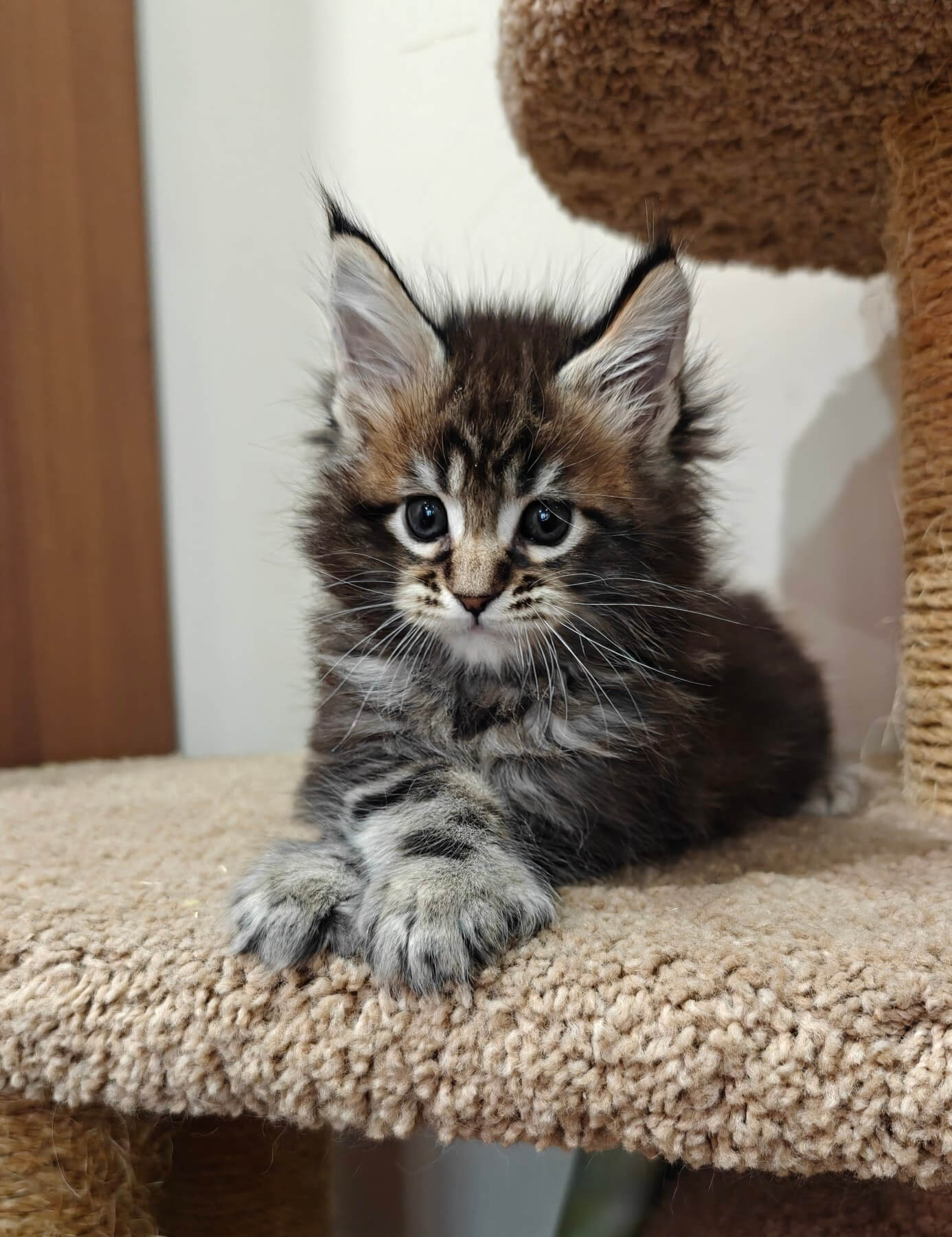 Prince Maine Coon POLY Male (Available) $3500