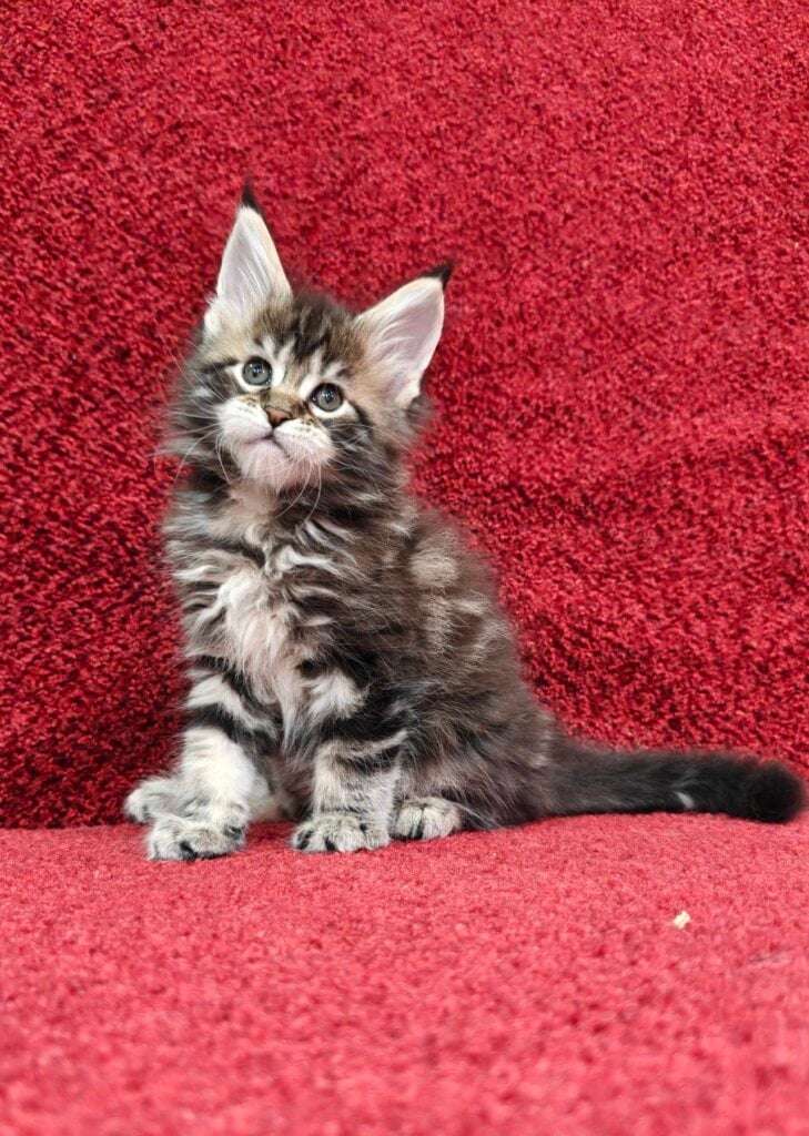 Pandora Maine Coon  Female (Available) $3100