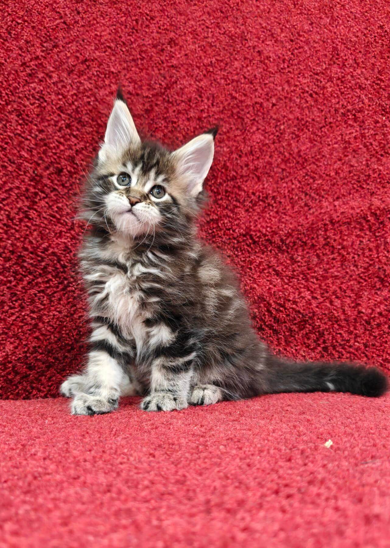 Pandora Maine Coon  Female (Available) $3100