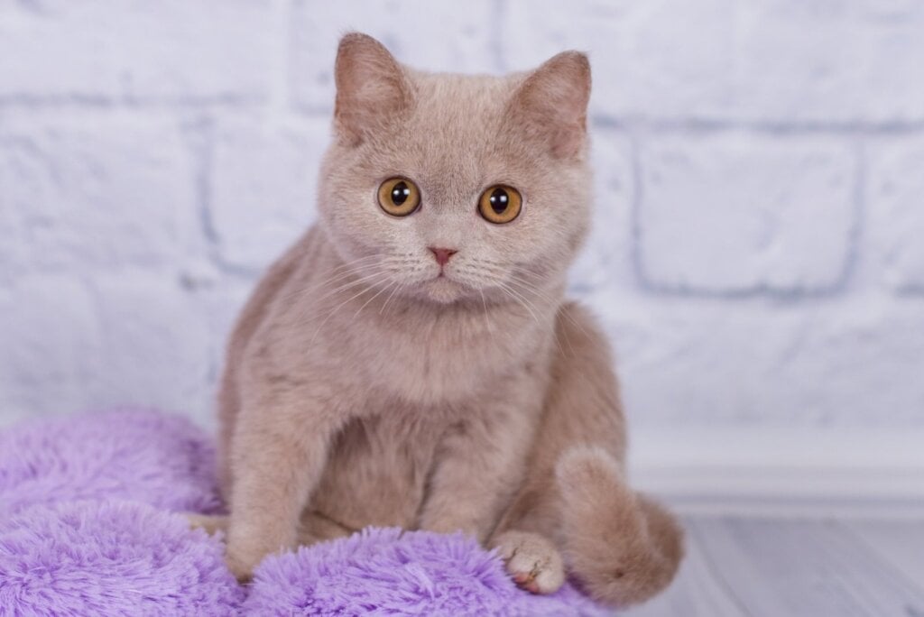 Kris British Shorthair Male (Available) $2950