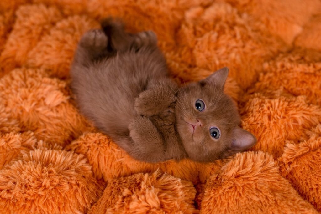 Malvin British Shorthair Male (Available) $3150