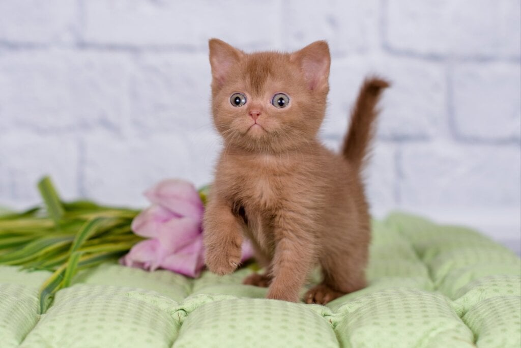 Mishel British Shorthair  Female (Available) $3150