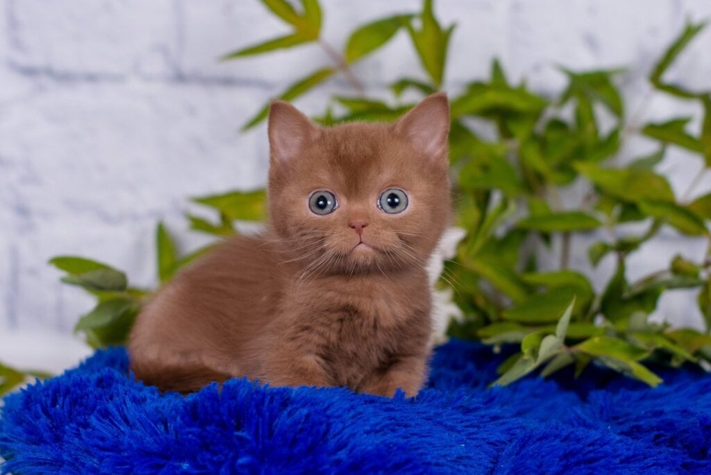 Marcus British Shorthair Male (Available) $3150