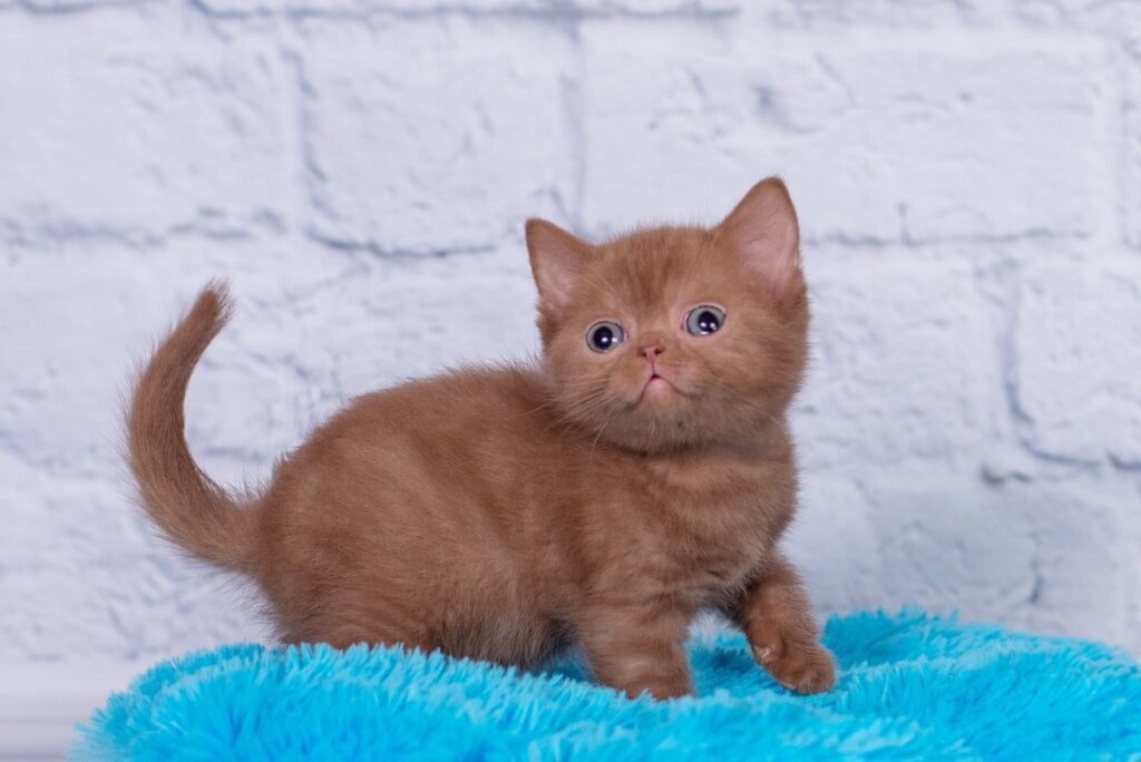 Marsel British Shorthair Male (Available) $3150