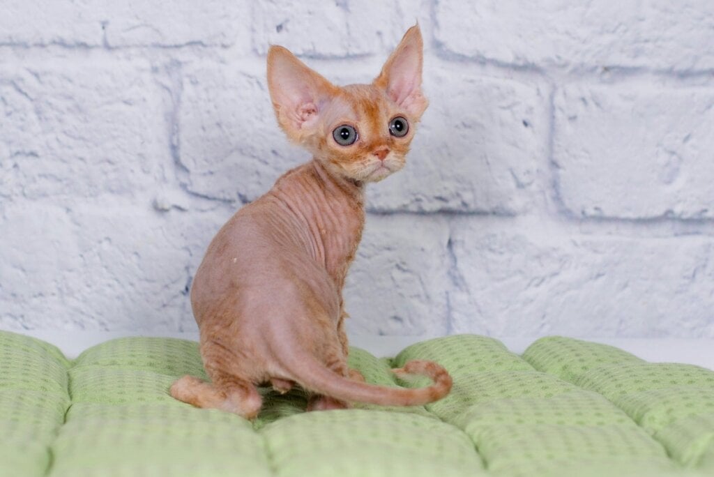 Lion Devon Rex Male (Available) $2900
