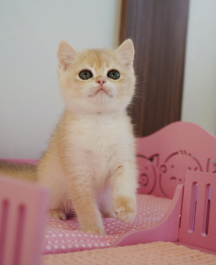 Neo British Male(Available) $2950