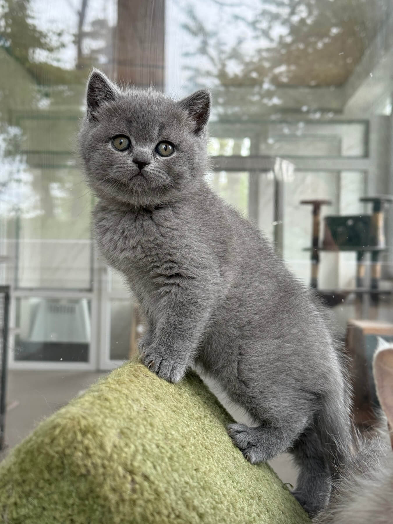 Milashka Scottish Straight  Female (Available) $2350