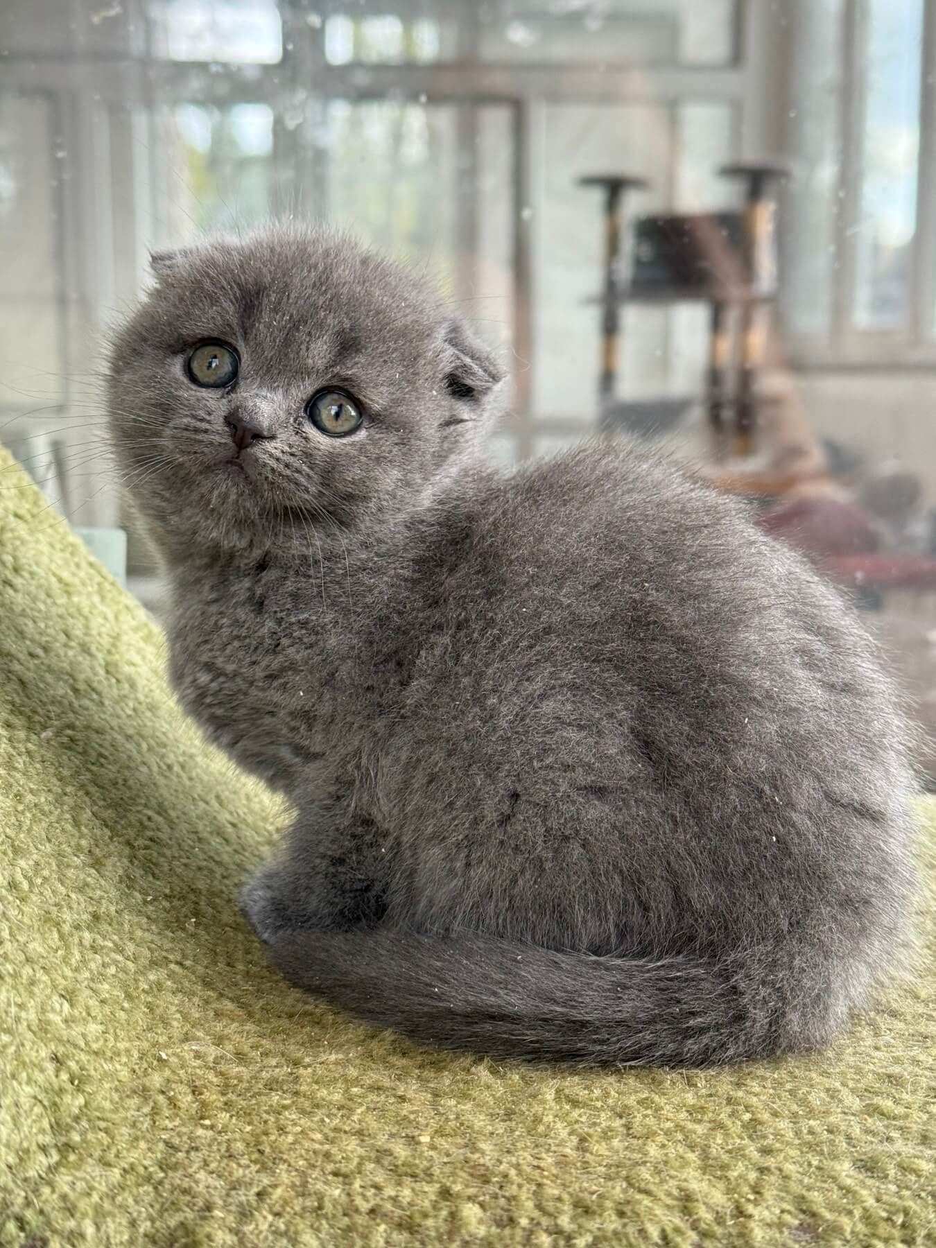 Milla Scottish Fold Female (Available) $2400