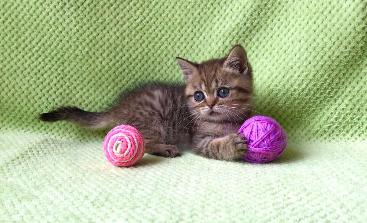 Yashma British Shorthair Female (Reserved) $2350