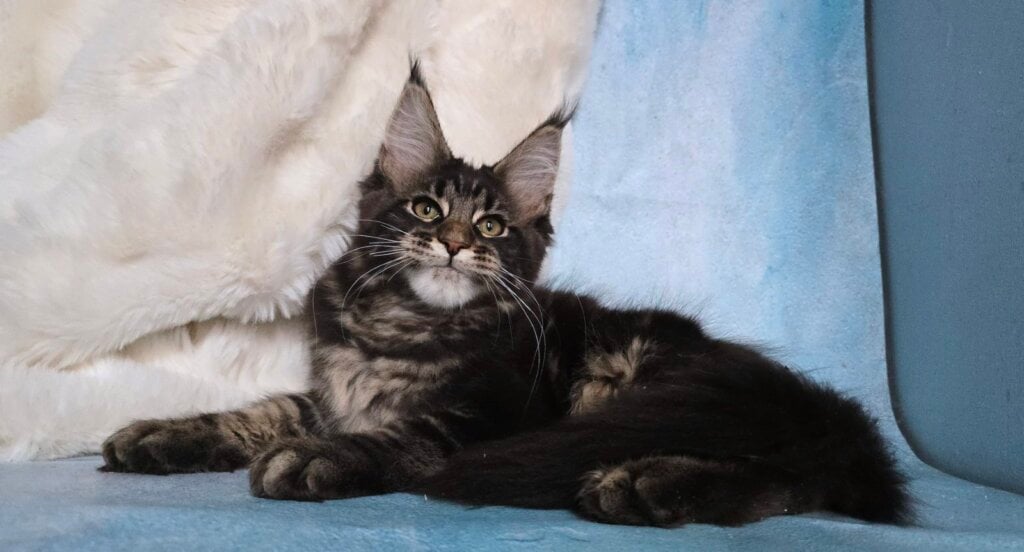 Kozak Maine Coon Male (Available) $2950