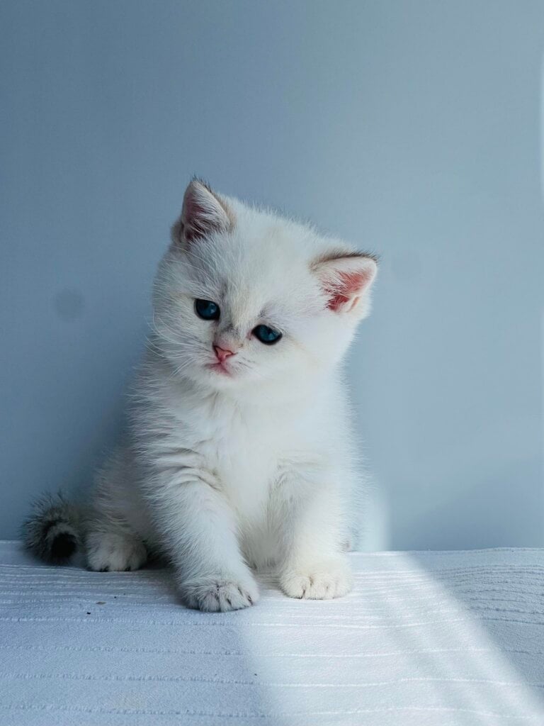 Glory British Shorthair Female (Available) $2550