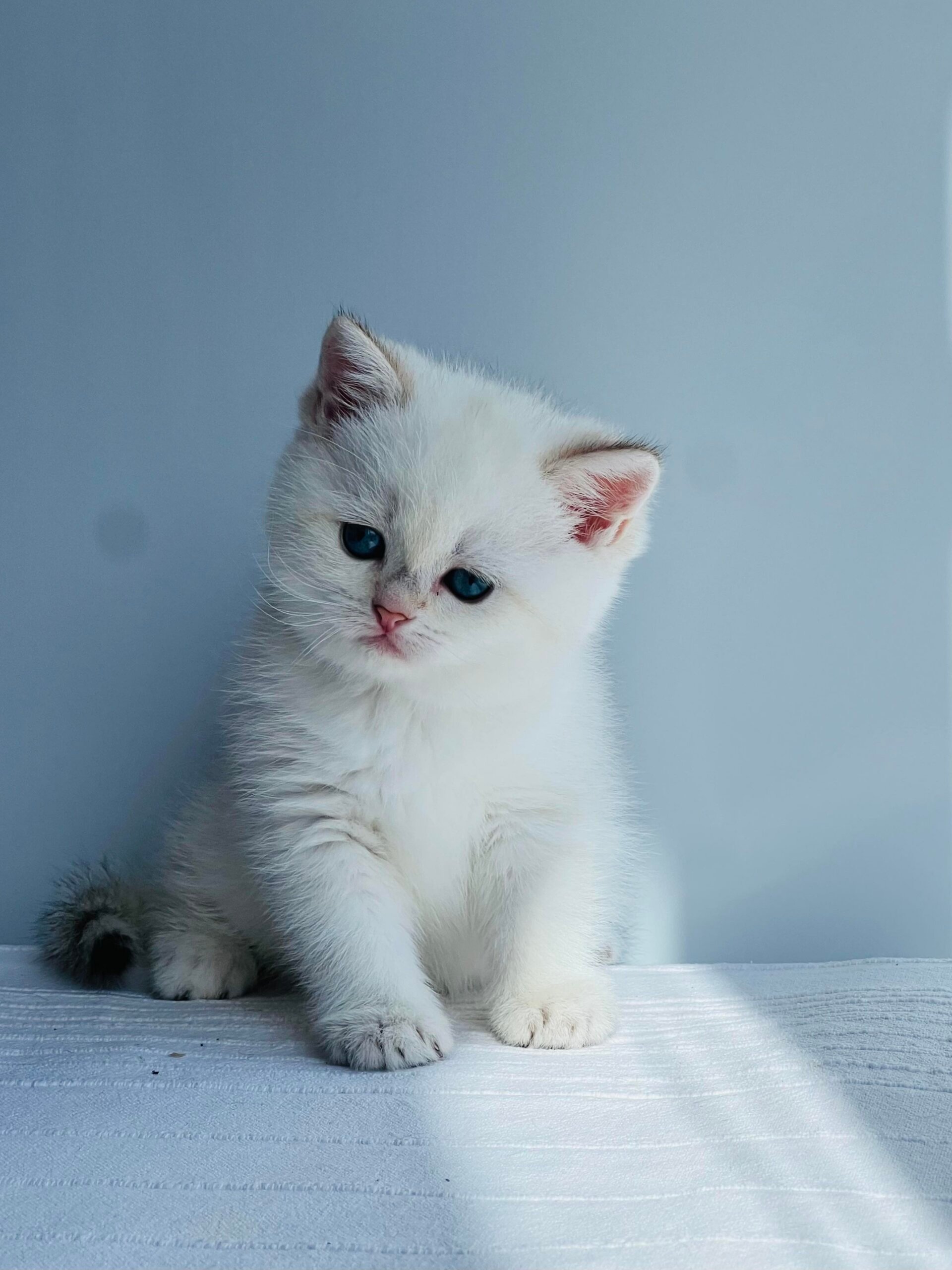 Glory British Shorthair Female (Available) $2550