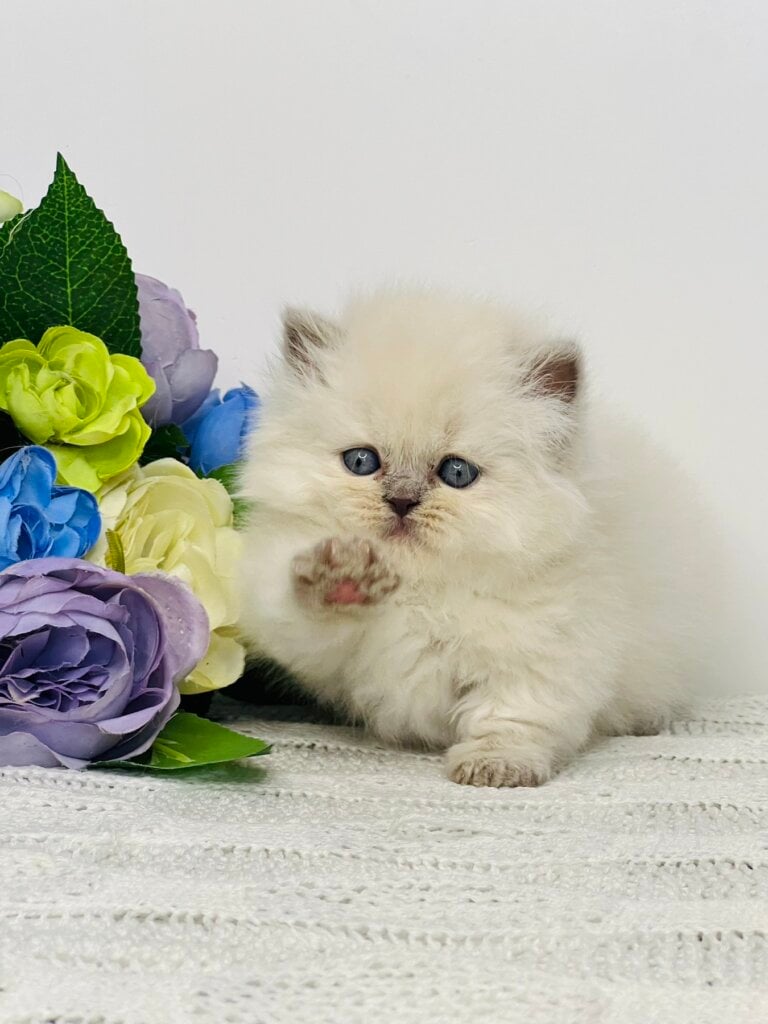 Tonya Munchkin Female(Available) $3900