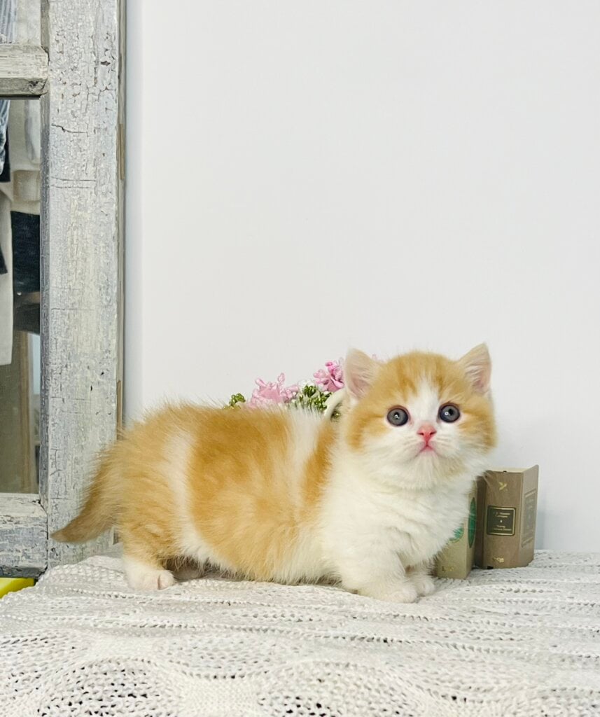 Tonis Munchkin Male(Available) $3900