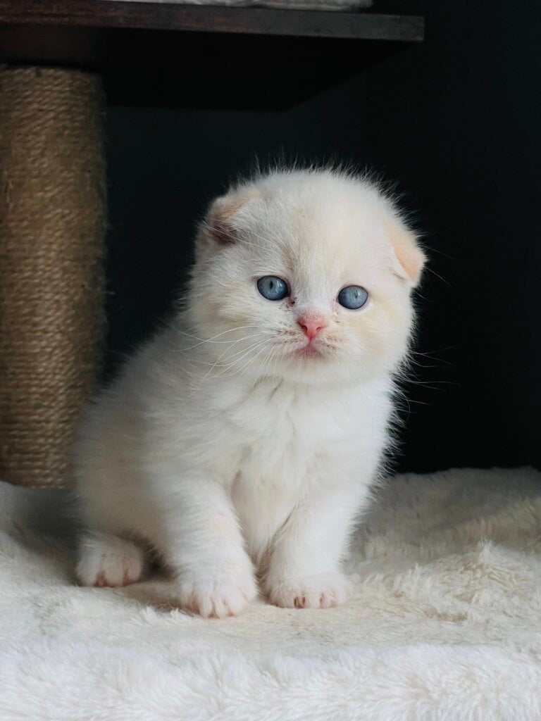 Zorro Scottish Fold Male (Available) $2600
