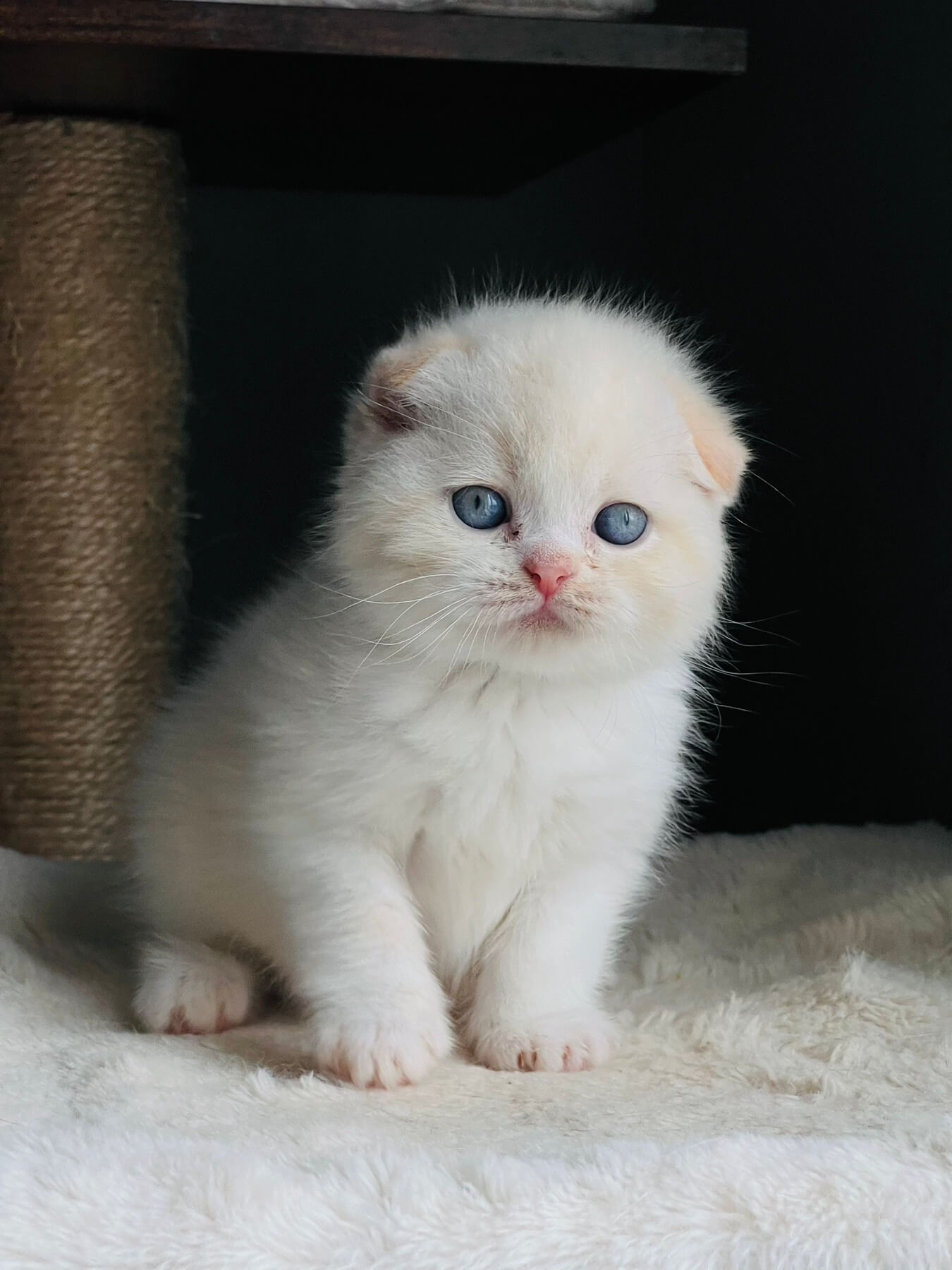Zorro Scottish Fold Male (Available) $2600
