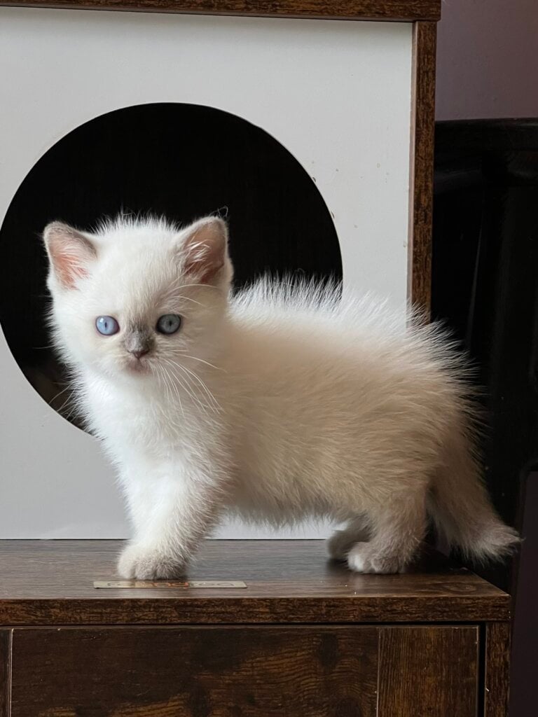 Tiara British Female (Available) $2500