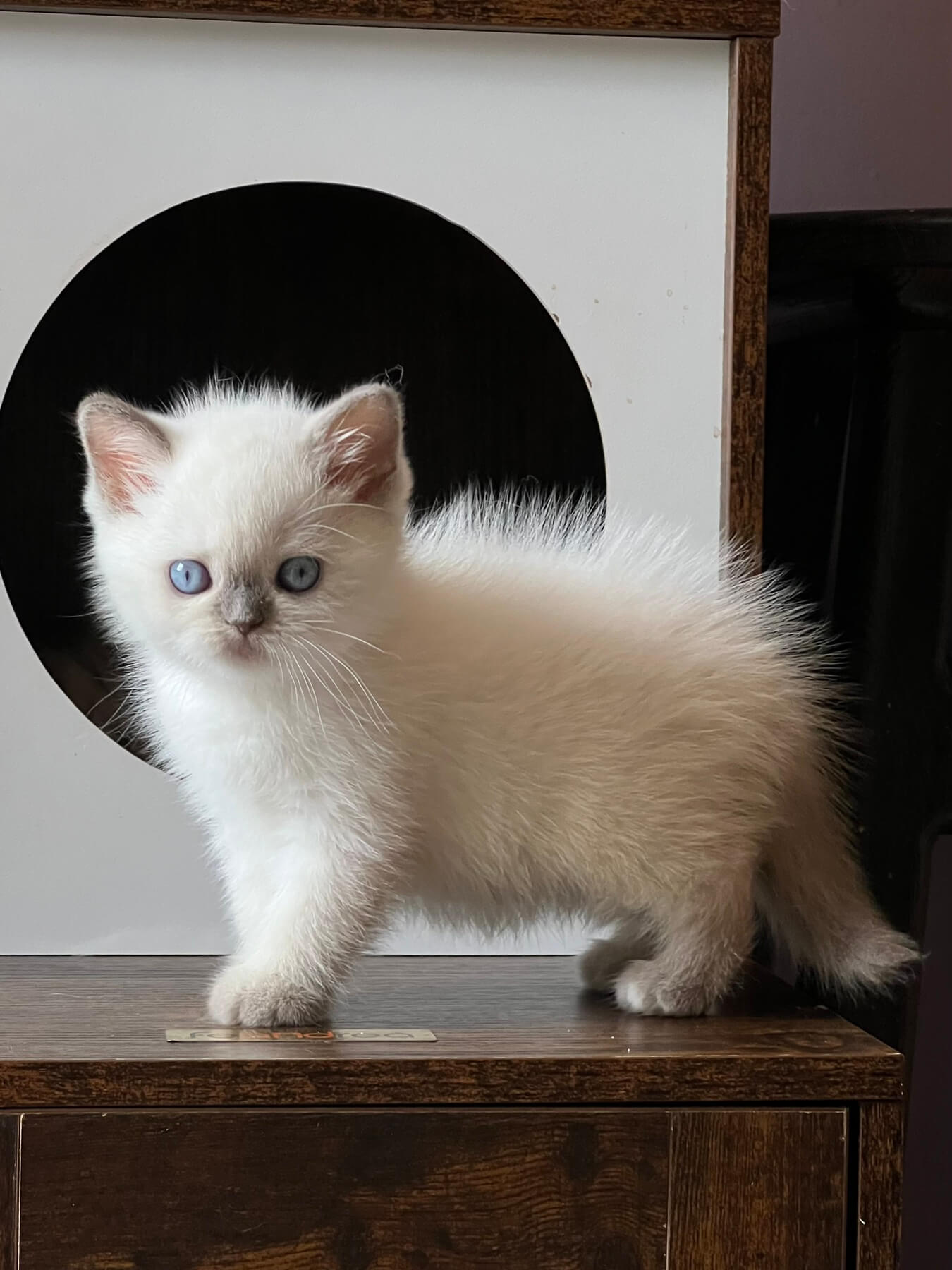 Tiara British Female (Available) $2500