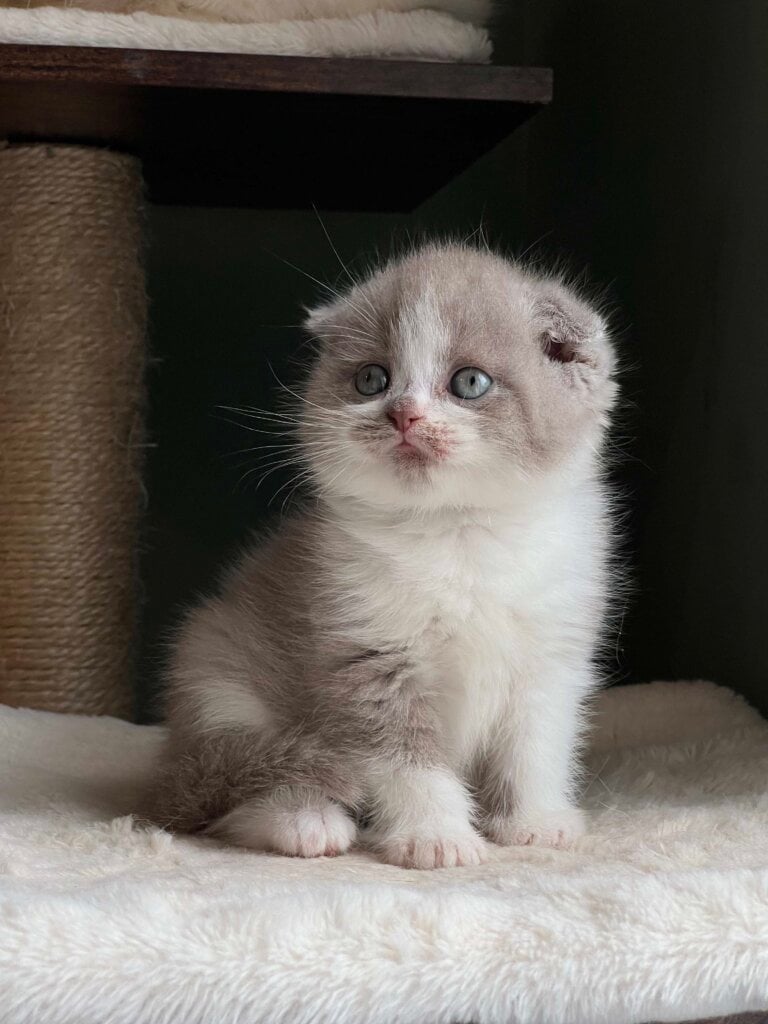 Kirill Scottish Fold Male (Available) $2600