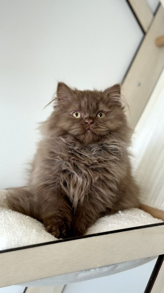 Kiryusha British Longhair Male (Available) $3450