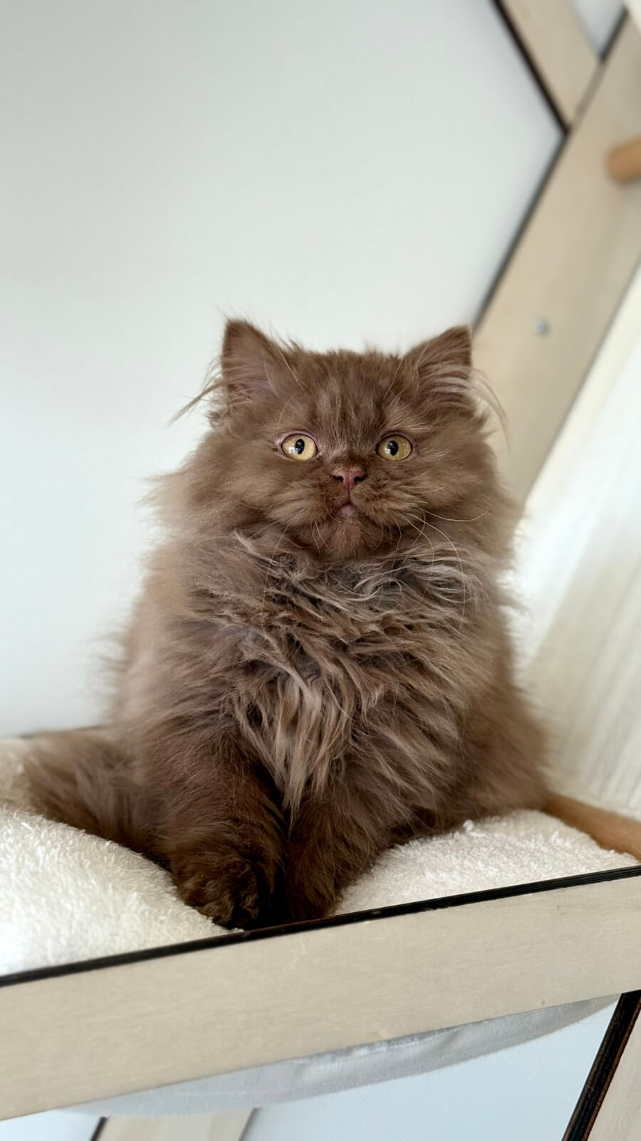 Kiryusha British Longhair Male (Available) $3450