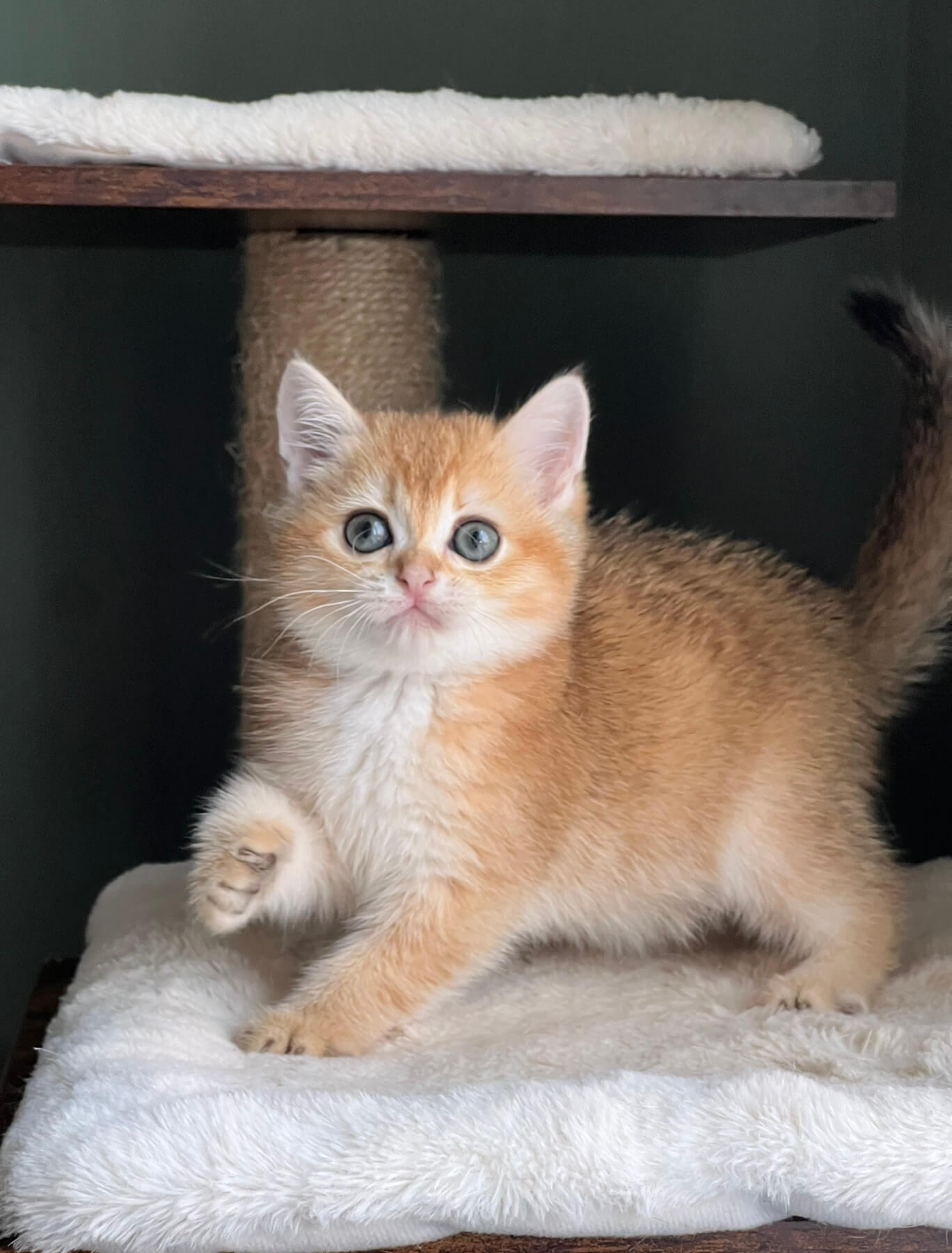 Lara Scottish Straight Female (Reserved) $2500