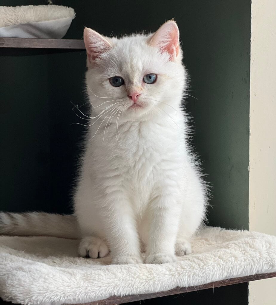 Glory British Shorthair Female (Available) $2400