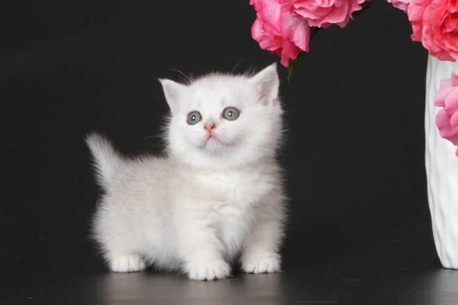 Tigran Munchkin Male (Available) $3900
