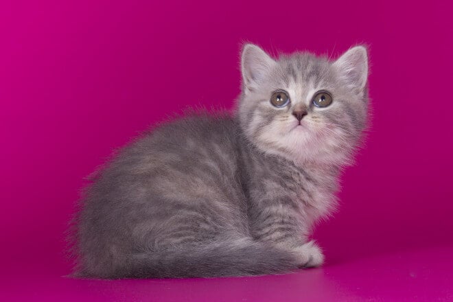 Regina Munchkin Female (Available) $3000