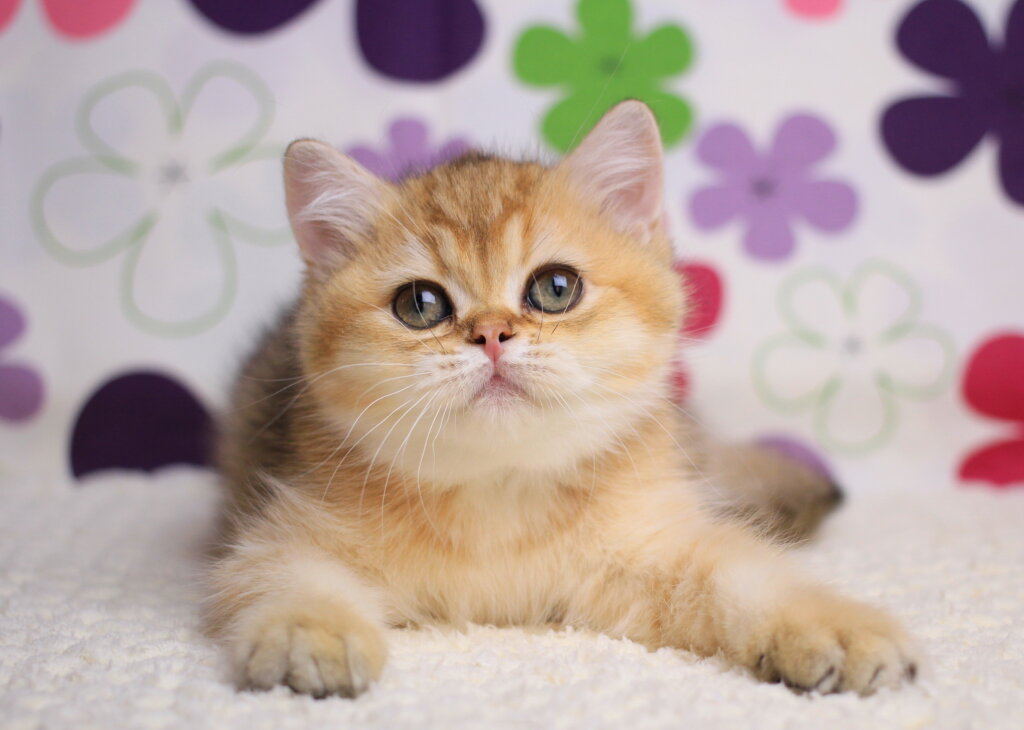 Emily British Shorthair Female (Available) $2800