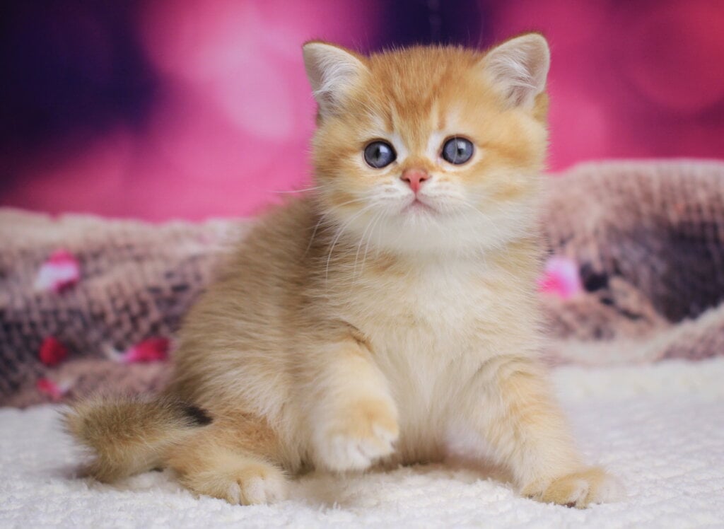 Archi British Shorthair Male (Available) $2800