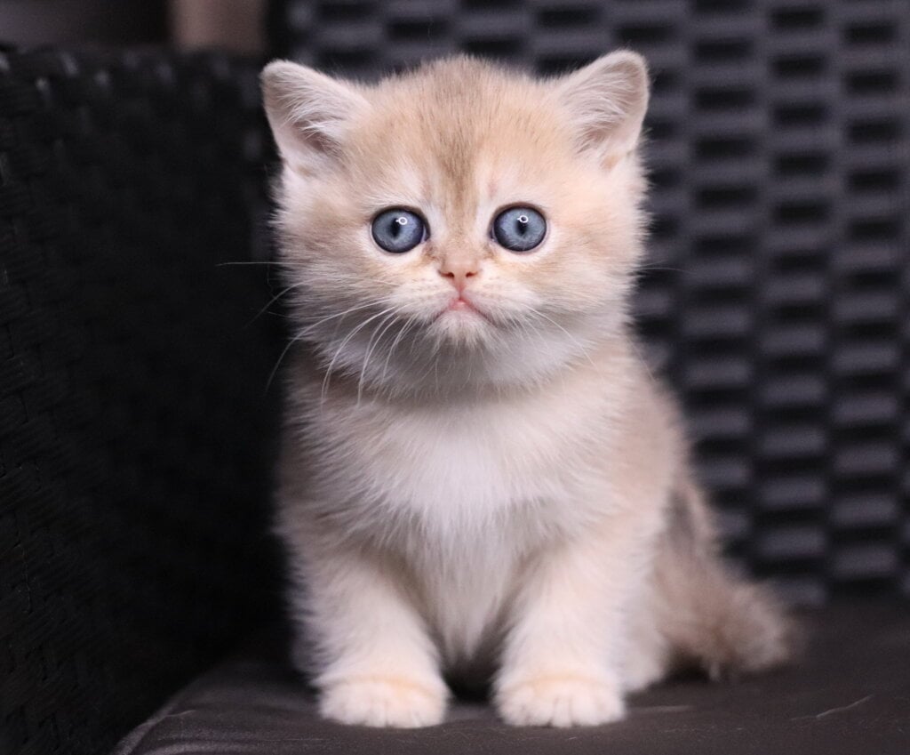 JuJu British Shorthair Female (Available) $2650