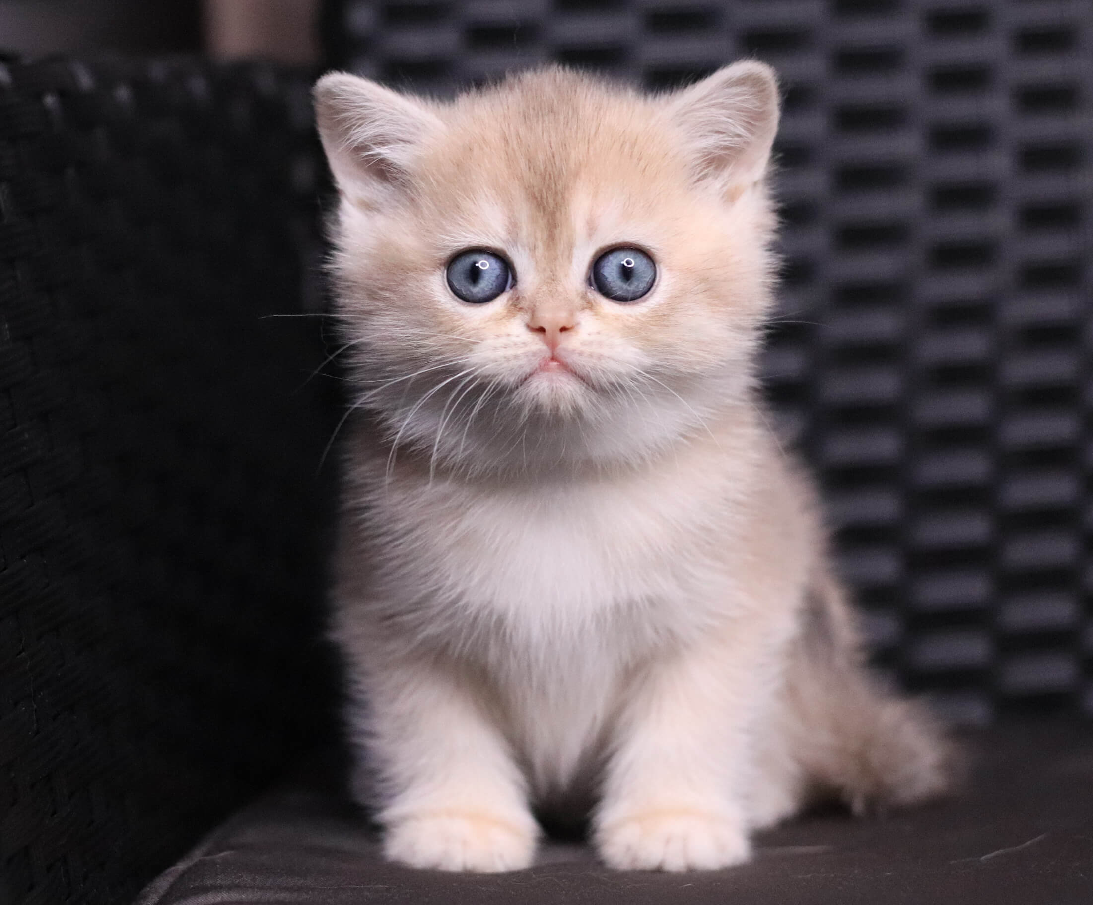 JuJu British Shorthair Female (Available) $2650